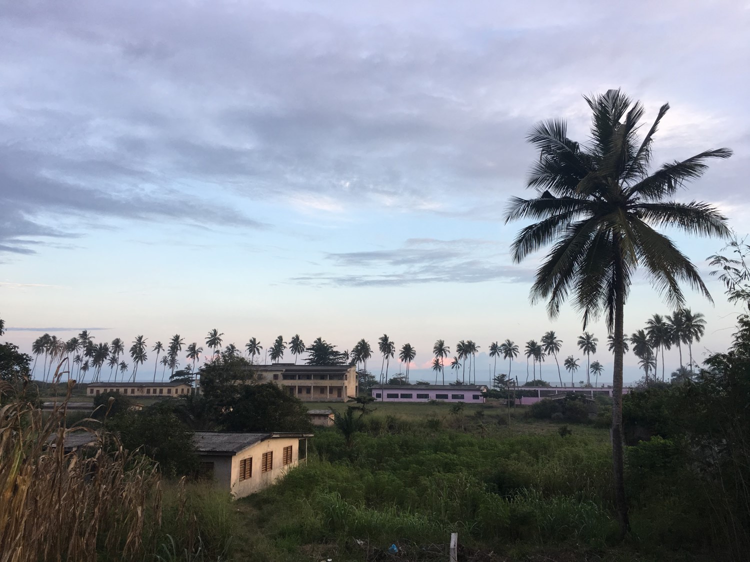 Palm trees in Ghana