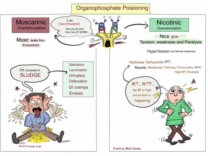 Board Review: Toxicology